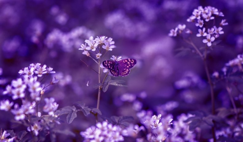 purple_dreams.jpg