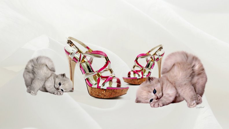 cats_and_heels.jpg