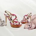 Cats and Heels