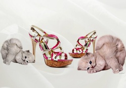 Cats and Heels