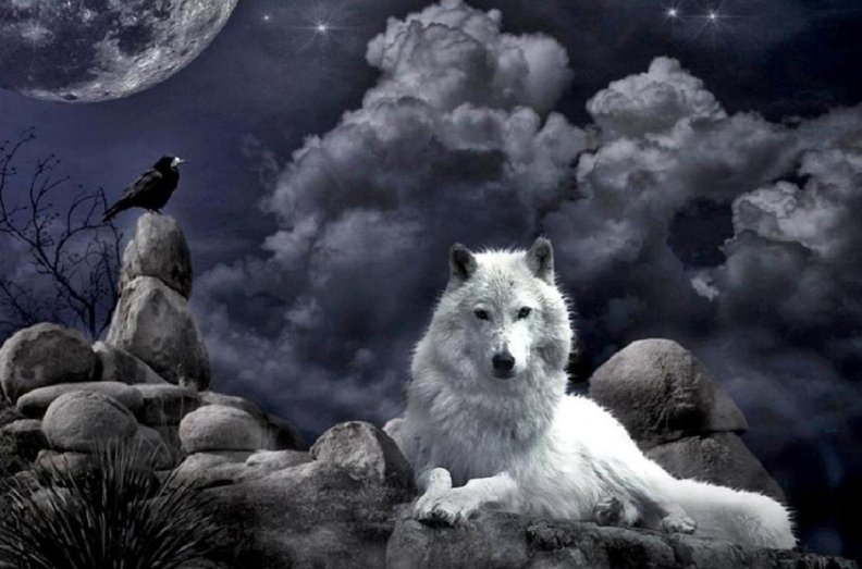 white_wolfblack_night.jpg