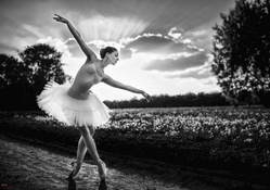 The Dancing Swan