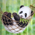 Cute panda in hammock