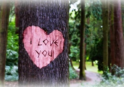 I Love You Carved in a Tree