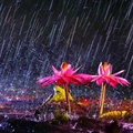 Rainy flowers