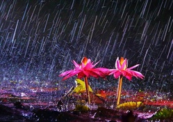 Rainy flowers