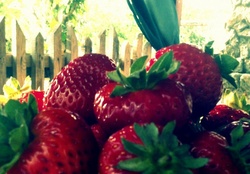 strawberries and sunny day