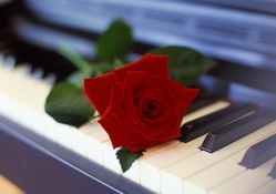 red rose on a piano