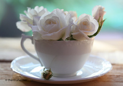 A Cup Of Roses