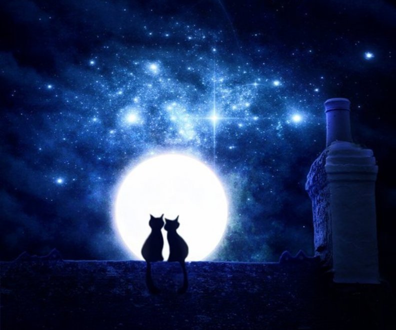 kittens_romantic_night.jpg