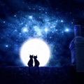 Kittens Romantic Night