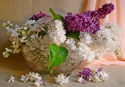 Lilac spring