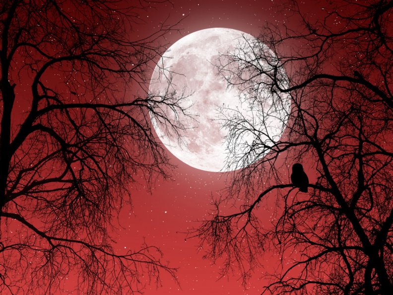 owl_looking_at_the_moon.jpg