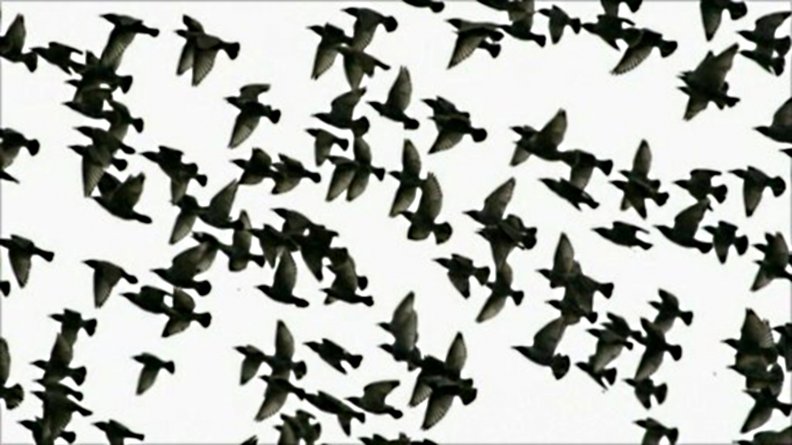 a_flock_of_birds.jpg