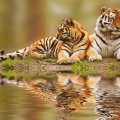 Tigers reflection