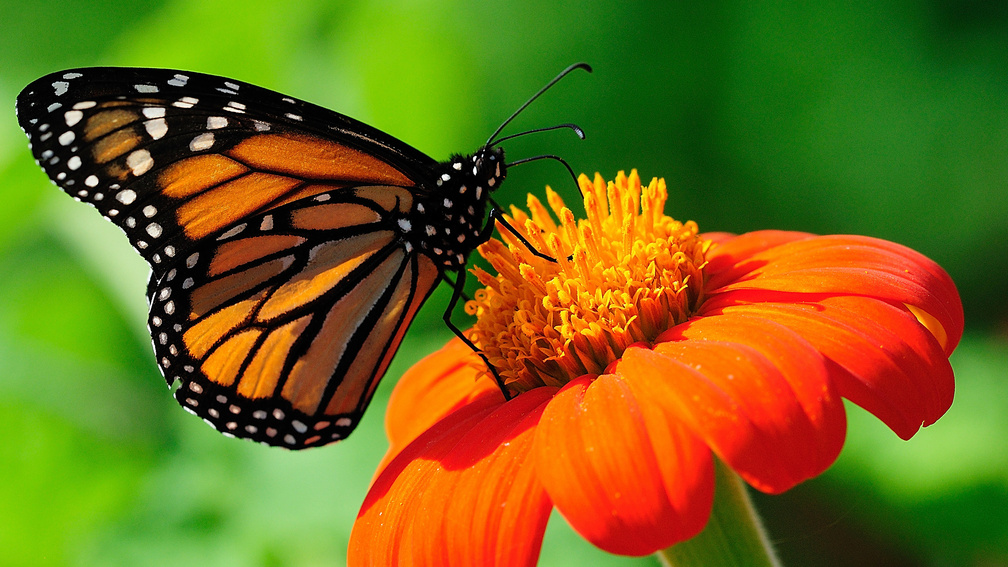 Monarch Butterfly F