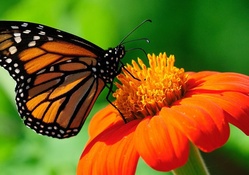 Monarch Butterfly F