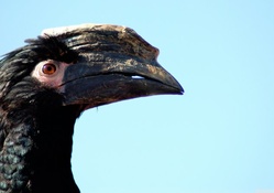 african hornbill