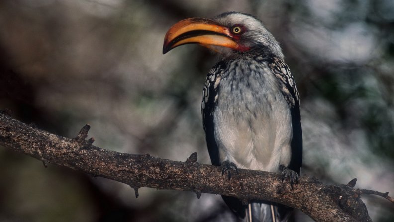Bird at South African National Park