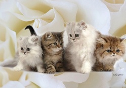 Kittens and Roses Fantasy
