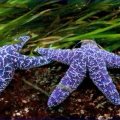 starfishes