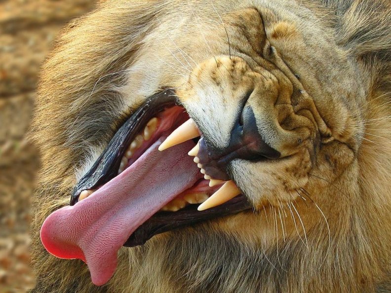 yawning_lion.jpg