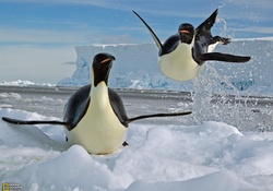 Emperor Penguins playing