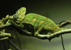 exotic chameleon