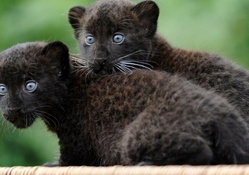 Black panther cubs