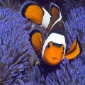 orange clown fish in purple coral