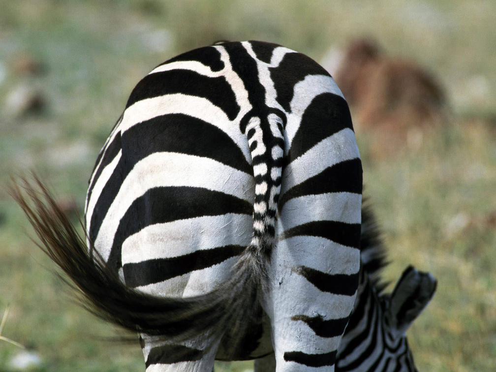 shy zebra