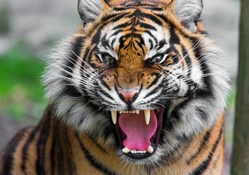 growled tiger