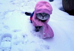 Cold Winter Kitty