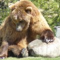 Grizzly Bear relaxing