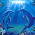 ★Dolphins Dance★