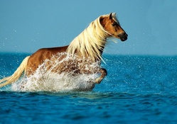 PALOMINO HAPPY SEA HORSE