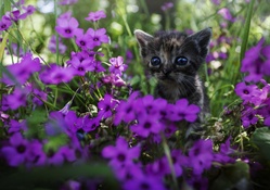 Little kitten between flowers