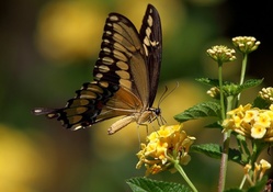 Butterfly _ Flowers