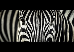 Zebra Looking at the Camera