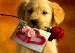 Cute Romantic Dog