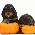 Cockapoo pups with pumpkins