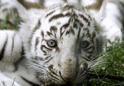 White tiger cub