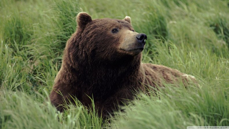 grizzly_bear_near_mcneil_river_alaska.jpg