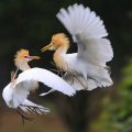 Dancing birds