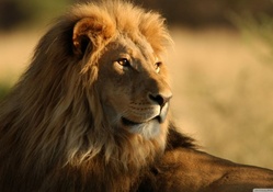 Gorgeous Lion