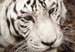 Mohan,white tiger