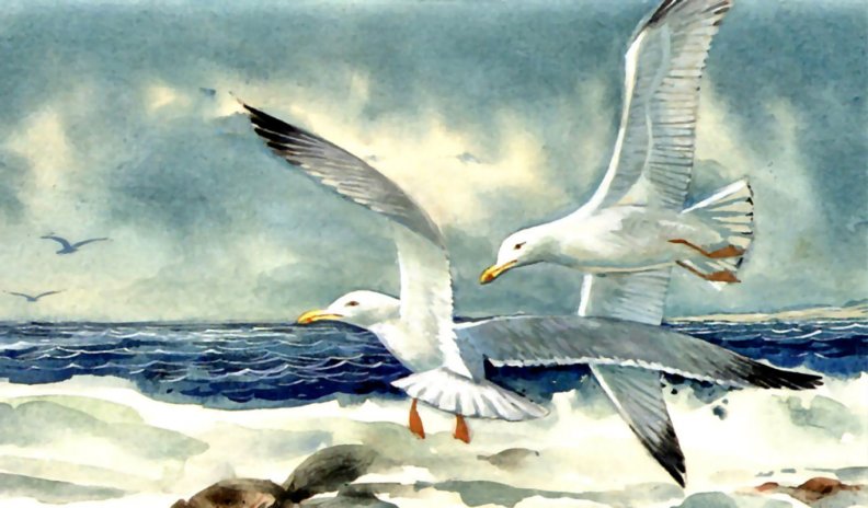 gulls_at_seashore_f.jpg