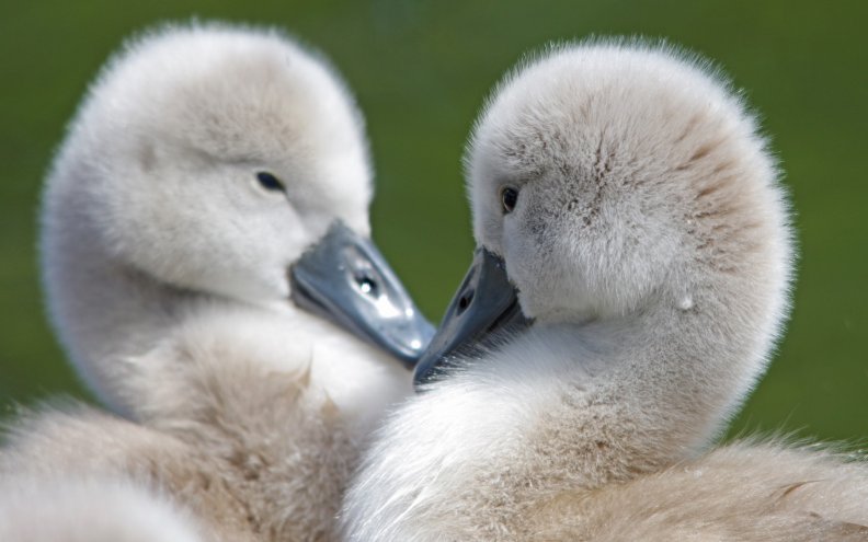 Baby swans heart