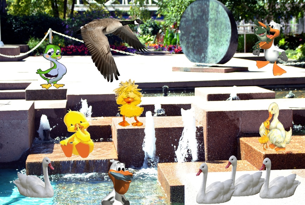 Duck day fun at fountain at city hall Brampton Ontario Canada