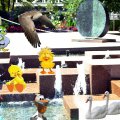 Duck day fun at fountain at city hall Brampton Ontario Canada